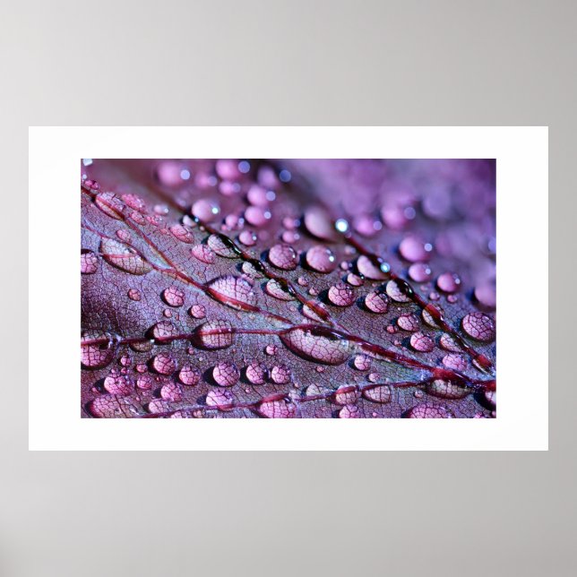 Poster de pluie violette (Devant)