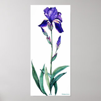 Poster de PMACarlson Elegant Iris