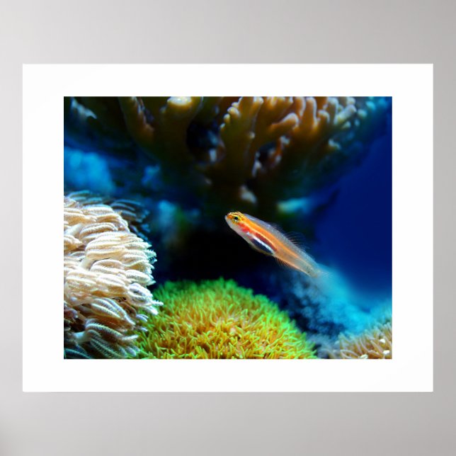 Poster de poisson (Devant)