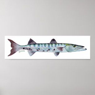Poster de poisson de Barracuda