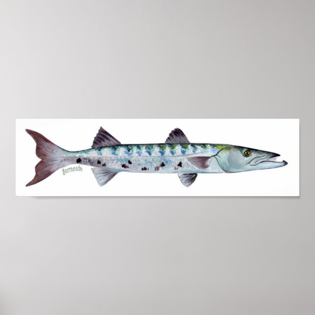 Poster de poisson de Barracuda (Devant)