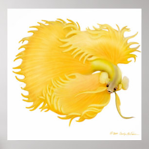 Poster de poisson Golden Betta