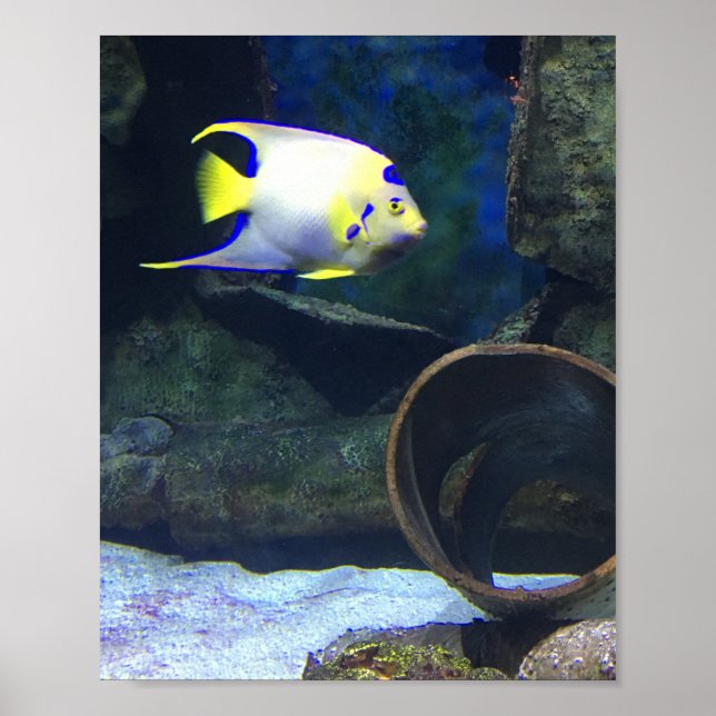 Poster de poisson jaune bleu blanc (Devant)
