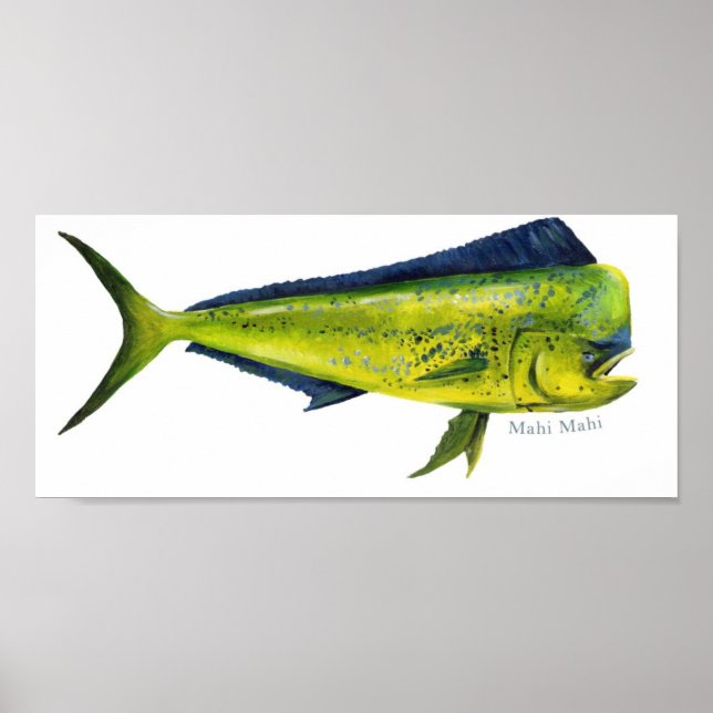 Poster de poisson Mahi-Mahi (Devant)