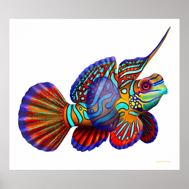 Poster de poisson Mandarin Dragonet Goby (Devant)