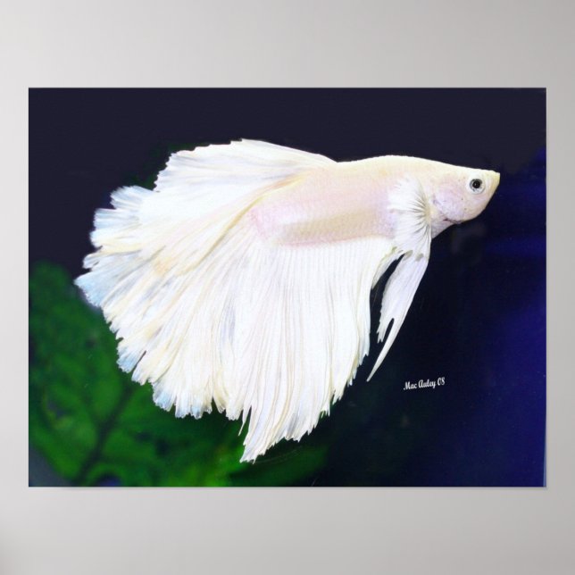 Poster de poisson Platinum Betta (Devant)