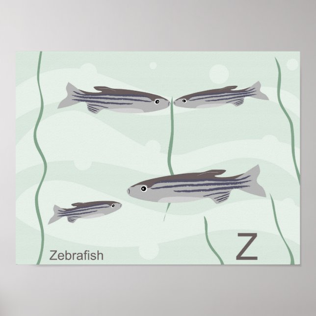 Poster de poisson zèbre (Devant)