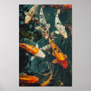 Poster de poisson Zen Koi : 31 Neuf 2 Poissons Koi