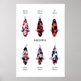 Poster de poissons koi japonais : Showa