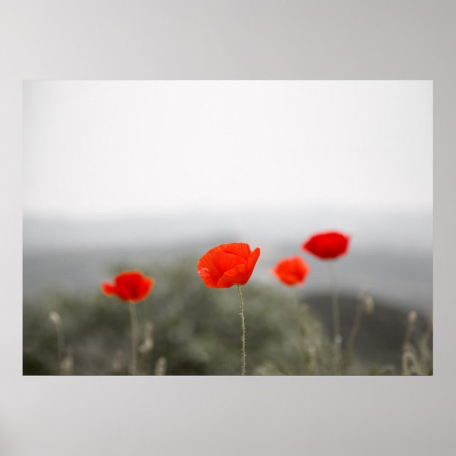 Poster de poppies rouges/impression de toile (Devant)