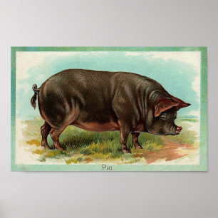 Poster de porc - Art Vintage