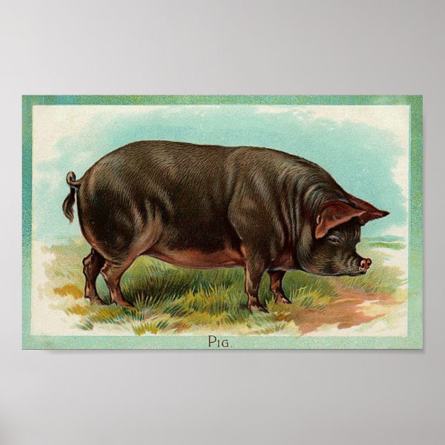 Poster de porc - Art Vintage (Devant)