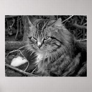 Poster de portrait de chat en Maine noir et blanc