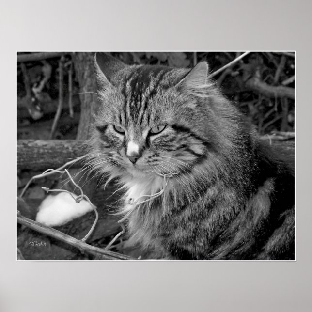 Poster de portrait de chat en Maine noir et blanc (Devant)