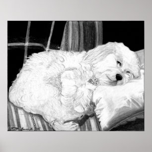 Poster de portrait de chien Cockapoo Imprimer