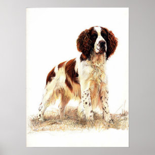 Poster de portrait de chien espagnol Springer angl