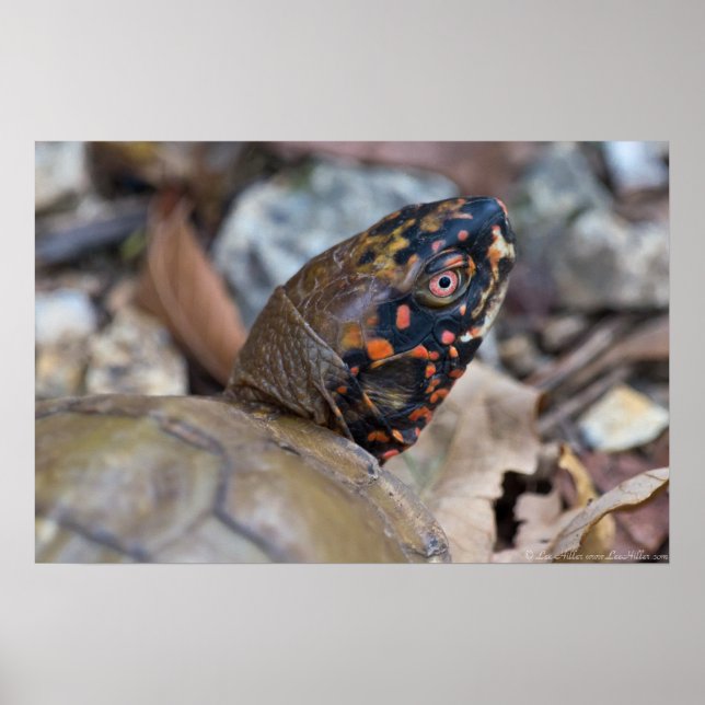 Poster de portrait de tortue de boîte de mâle colo (Devant)