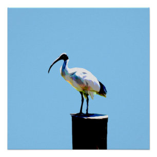 Poster de poulet à l'huile (Ibis)