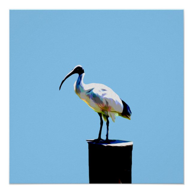 Poster de poulet à l'huile (Ibis) (Devant)