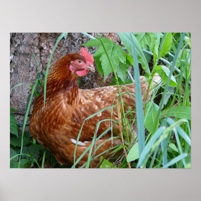 Poster de poulet Hen (Devant)