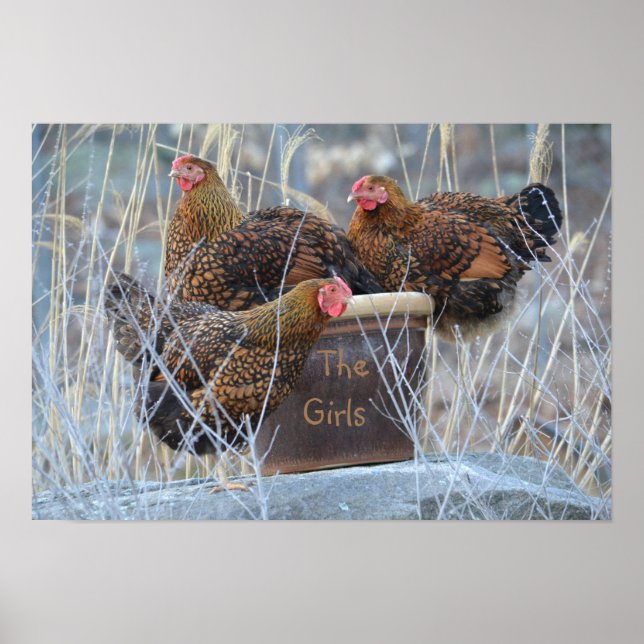 Poster de poulet "Les filles" (Devant)