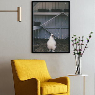 Poster de poulet Silkie