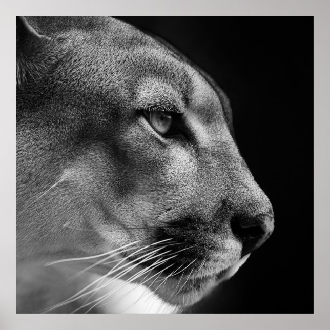 Poster de Puma (Devant)