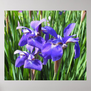 Poster de Purple Irises
