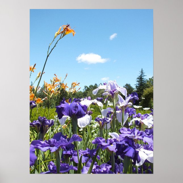 Poster de Purple Irises et Blue Sky (Devant)