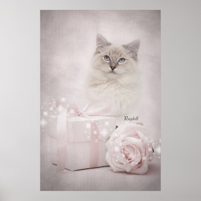 Poster de Ragdoll (Devant)