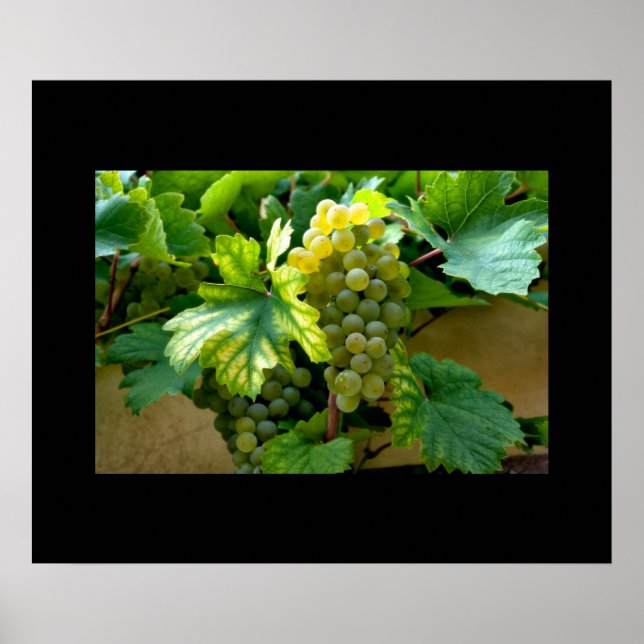 Poster de raisins (Devant)