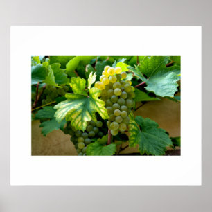 Poster de raisins
