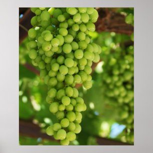 Poster de raisins