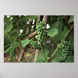 Poster de raisins