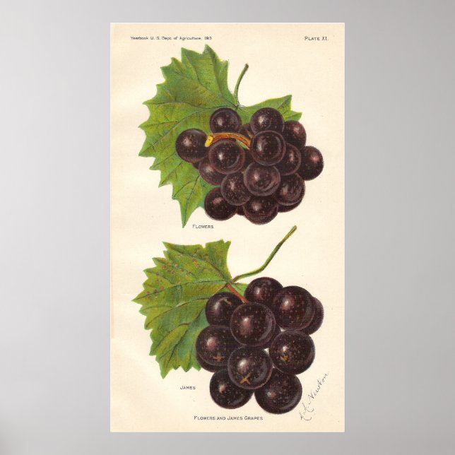 Poster de raisins vintages (Devant)