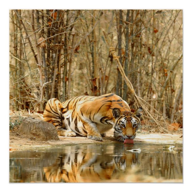 Poster de réflexion Tiger (Devant)