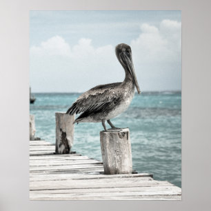 Poster ~ de REFROIDISSEMENT (de conception de pélican)