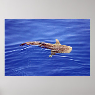 Poster de requin baleine