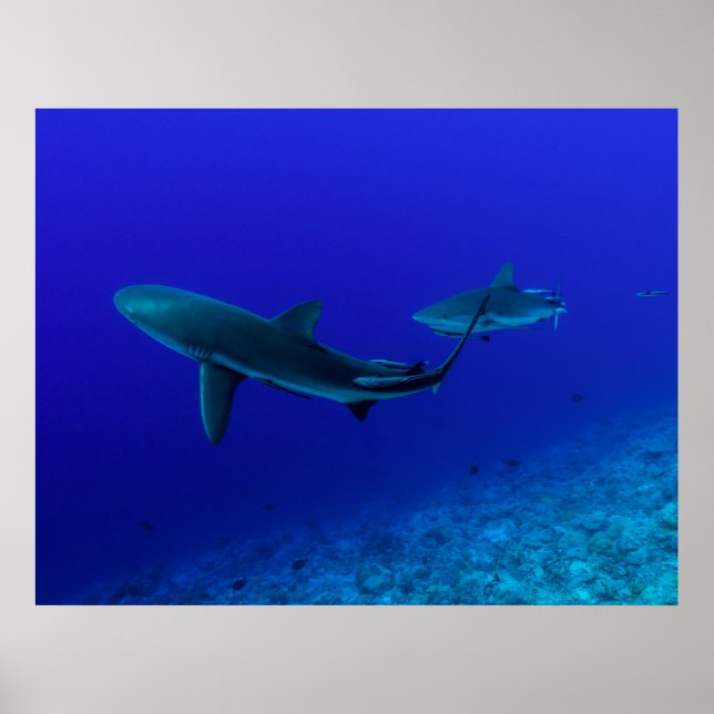 Poster de requin gris récif (Devant)