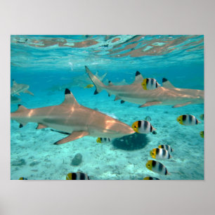 Poster de requins dans la lagune Bora Bora