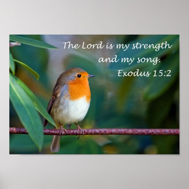 Poster de Robin Song (Devant)