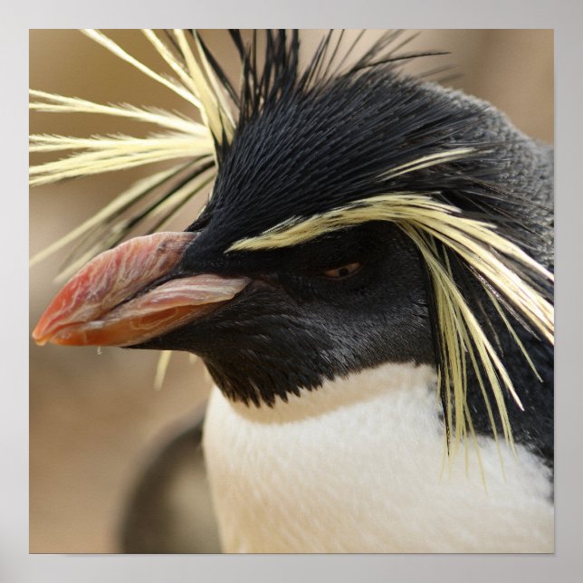 Poster de Rockhopper Penguin (Devant)