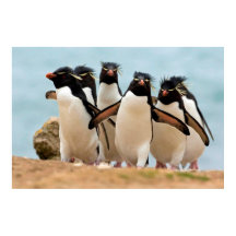 Poster de Rockhopper Penguins de 8.99