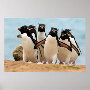 Poster de Rockhopper Penguins de 8.99