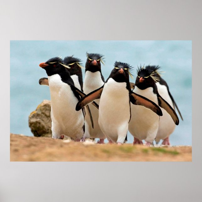 Poster de Rockhopper Penguins de 8.99 (Devant)