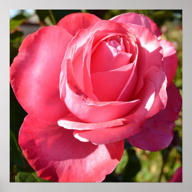 Poster de Rose d'automne rose (Devant)