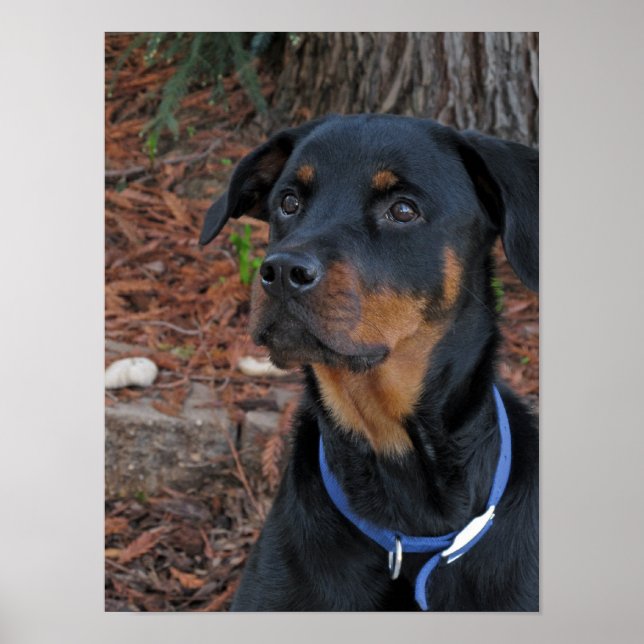 Poster de Rottweiler Heidi (Devant)