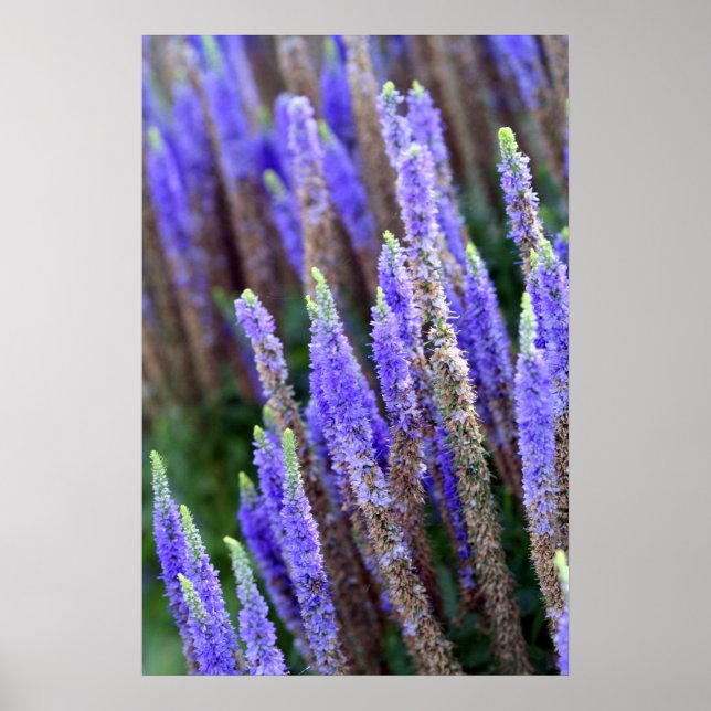 Poster de Salvia (Devant)