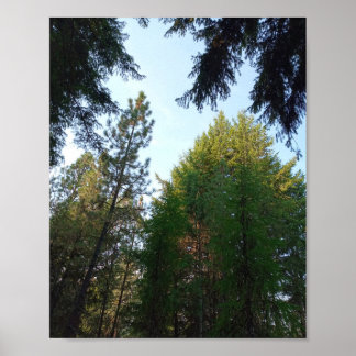 Poster de sapin de Douglas