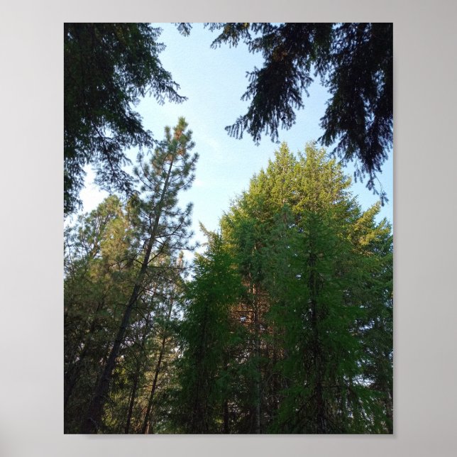 Poster de sapin de Douglas (Devant)